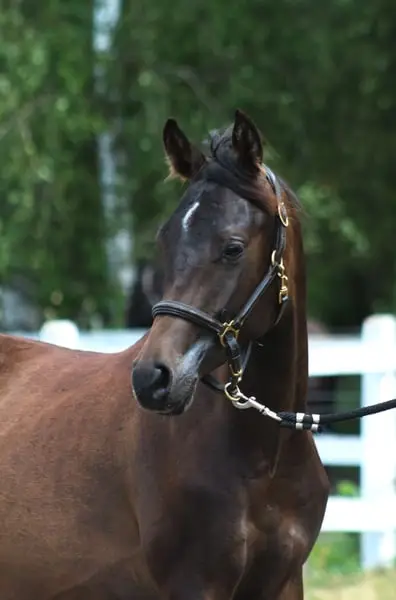 Strong tall correct Colt perfect endurance prospect