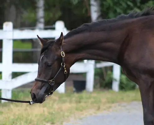 Strong tall correct Colt perfect endurance prospect