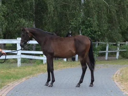 Strong tall correct Colt perfect endurance prospect