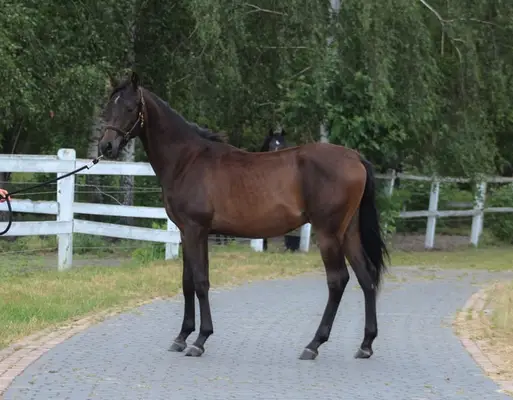 Strong tall correct Colt perfect endurance prospect