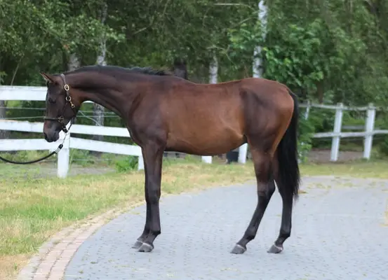 Strong tall correct Colt perfect endurance prospect