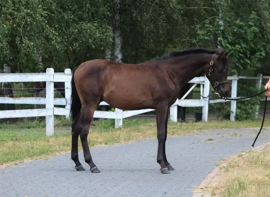 Strong tall correct Colt perfect endurance prospect