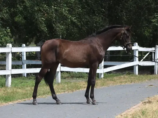 Strong tall correct Colt perfect endurance prospect