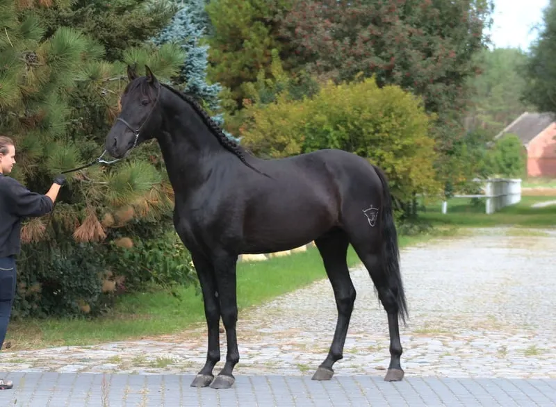 Amazing Black PRE with sweetest character