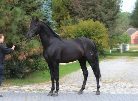 Impresionante PRE negro con el carácter más dulce
