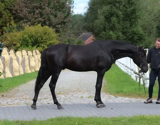 Amazing Black PRE with sweetest character