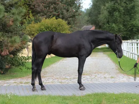 Amazing Black PRE with sweetest character