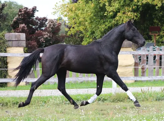 Amazing Black PRE with sweetest character