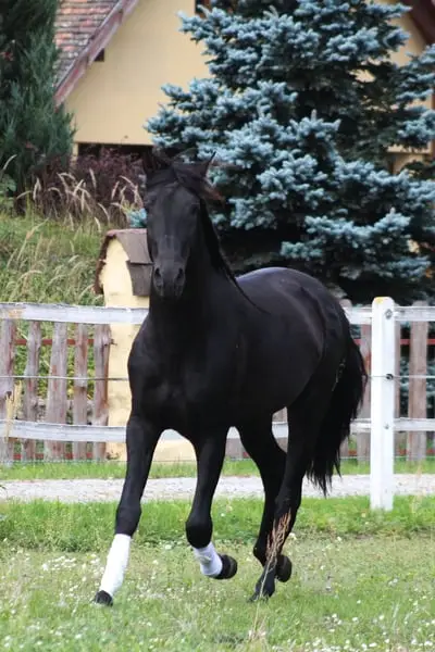 Amazing Black PRE with sweetest character