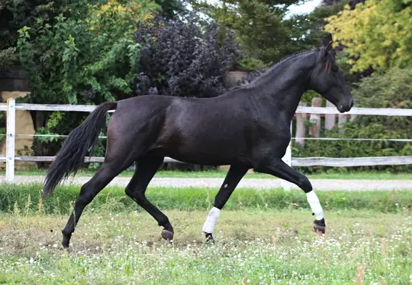 Amazing Black PRE with sweetest character