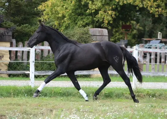 Amazing Black PRE with sweetest character