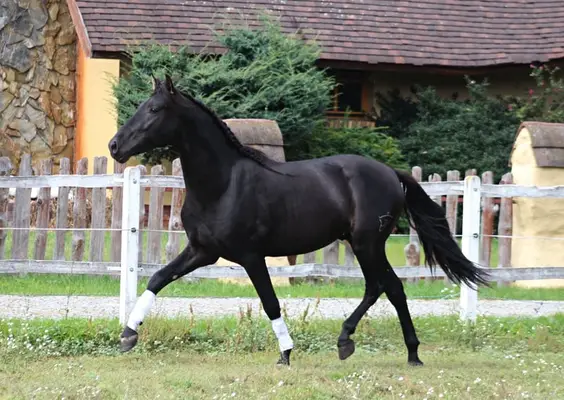 Amazing Black PRE with sweetest character