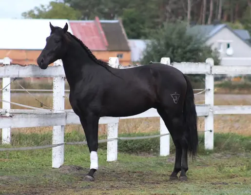 Amazing Black PRE with sweetest character