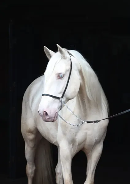 Lusitano Cracker for Working Equitation/ Dressage/ High Riding S