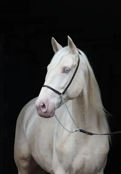 Lusitano Cracker for Working Equitation/ Dressage/ High Riding S