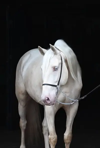 Lusitano Cracker for Working Equitation/ Dressage/ High Riding S
