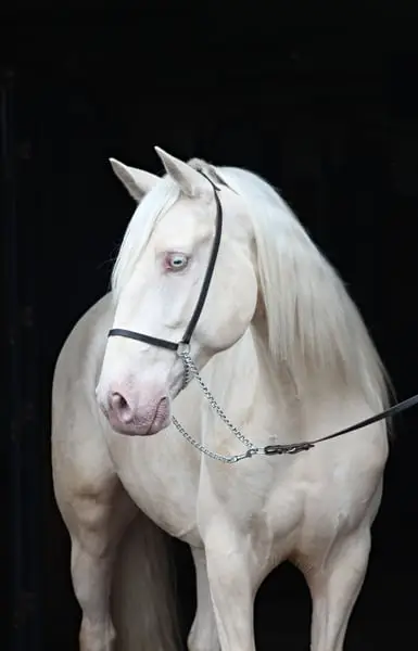 Lusitano Cracker for Working Equitation/ Dressage/ High Riding S