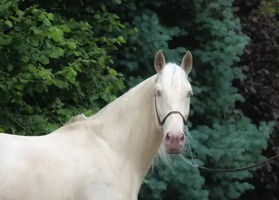 Lusitano Cracker for Working Equitation/ Dressage/ High Riding S