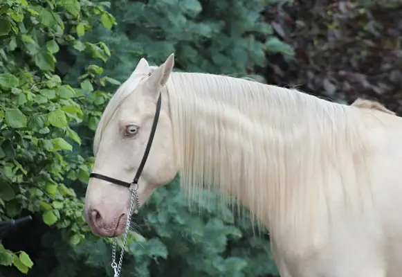 Lusitano Cracker for Working Equitation/ Dressage/ High Riding S