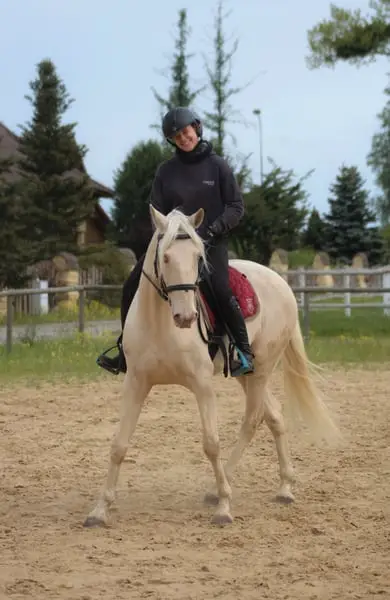 Lusitano Cracker for Working Equitation/ Dressage/ High Riding S
