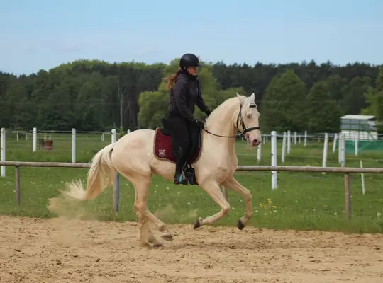 Lusitano Cracker for Working Equitation/ Dressage/ High Riding S