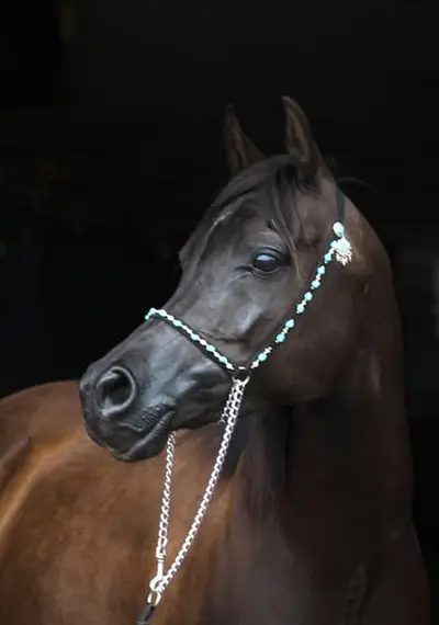 Gorgeous black mare by Magic Magnifique