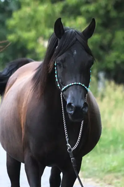 Gorgeous black mare by Magic Magnifique