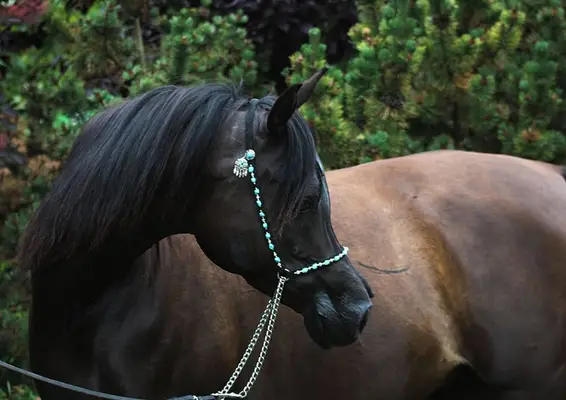 Gorgeous black mare by Magic Magnifique
