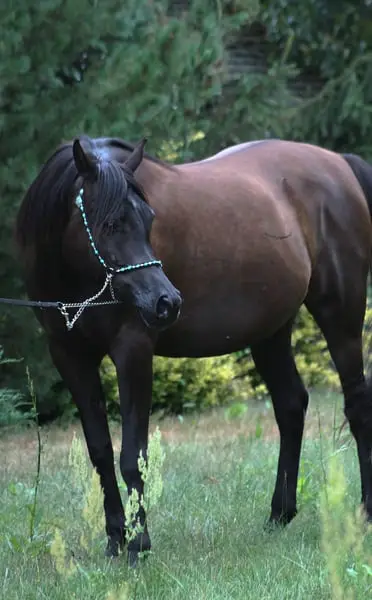 Gorgeous black mare by Magic Magnifique