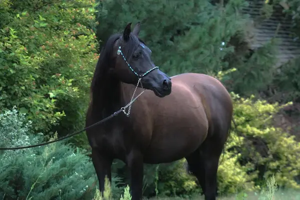 Gorgeous black mare by Magic Magnifique