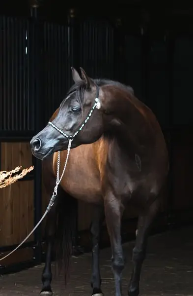 Gorgeous black mare by Magic Magnifique