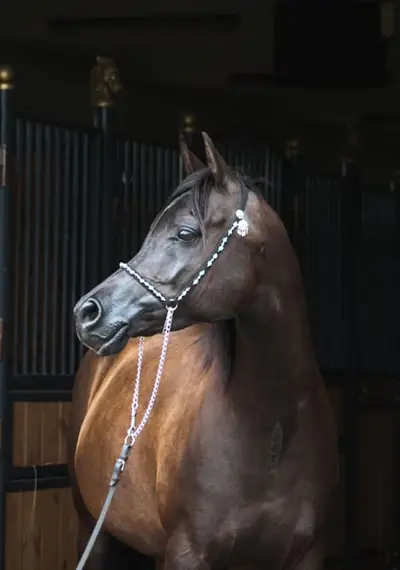 Gorgeous black mare by Magic Magnifique