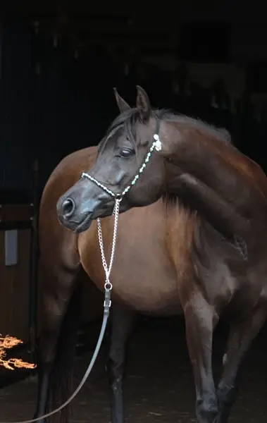 Gorgeous black mare by Magic Magnifique