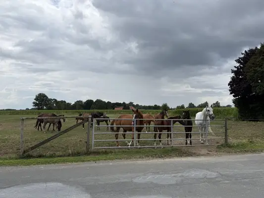 Reitanlage mit Reithalle für ambitionierte Reiter & Leben mit Pferden. Bis zu 60 Pferden.