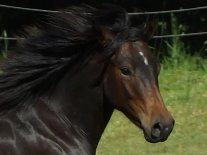 QuarterHorse Wallach für Cowhorse Ranchriding Reining Versatility