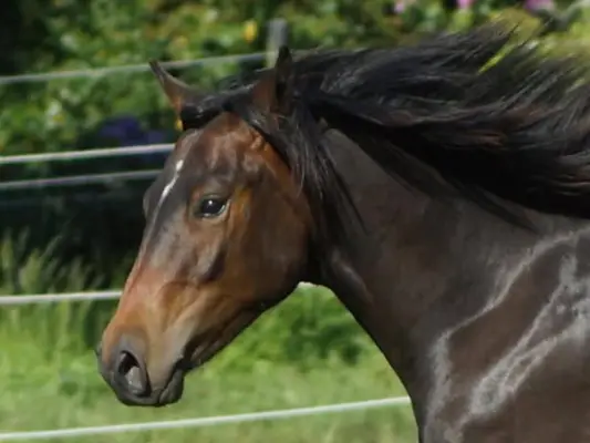 QuarterHorse Wallach für Cowhorse Ranchriding Reining Versatility