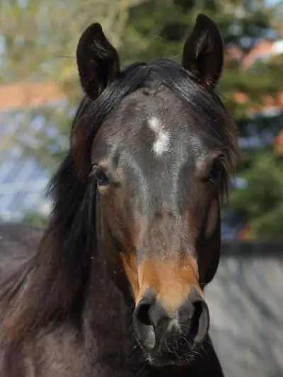 QuarterHorse Wallach für Cowhorse Ranchriding Reining Versatility