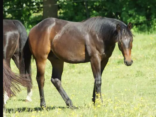 QuarterHorse Wallach für Cowhorse Ranchriding Reining Versatility