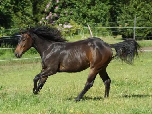 QuarterHorse Wallach für Cowhorse Ranchriding Reining Versatility
