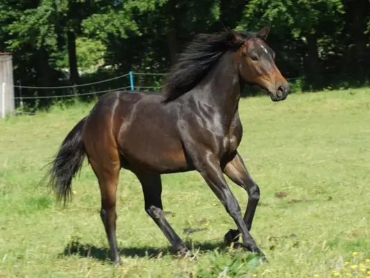 QuarterHorse Wallach für Cowhorse Ranchriding Reining Versatility