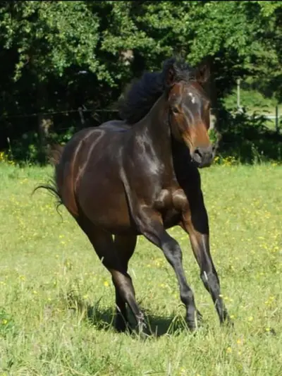 QuarterHorse Wallach für Cowhorse Ranchriding Reining Versatility