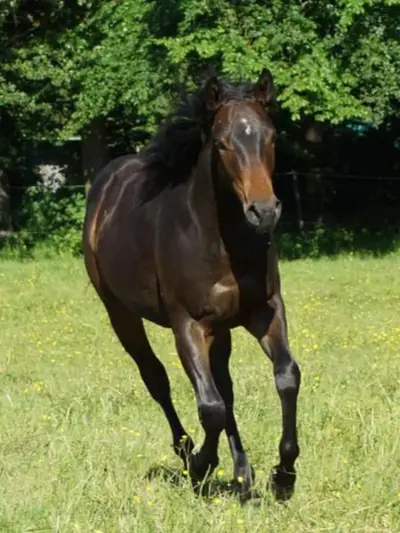 QuarterHorse Wallach für Cowhorse Ranchriding Reining Versatility