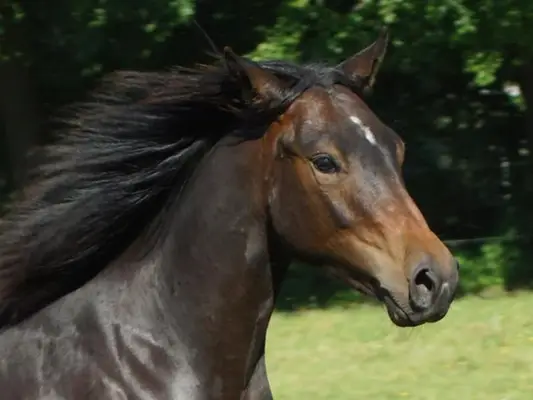 QuarterHorse Wallach für Cowhorse Ranchriding Reining Versatility