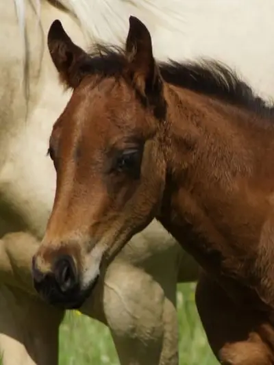 Semental Cuarto de Milla, Futurity Prospect de Reining por Magnum Chic Dre