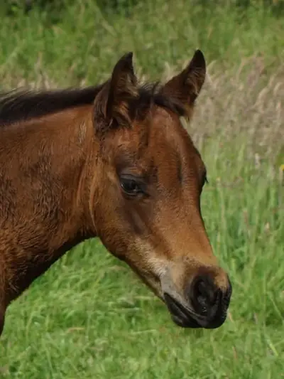 Quarter Horse Hengst Reining Futurity Prospect by Magnum Chic Dre