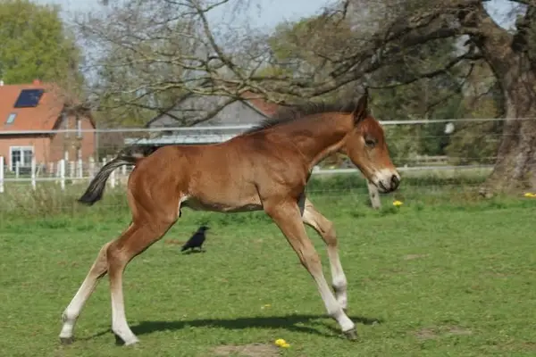 Quarter Horse Hengst Reining Futurity Prospect by Magnum Chic Dre