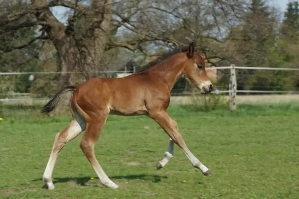 Quarter Horse Hengst Reining Futurity Prospect by Magnum Chic Dre