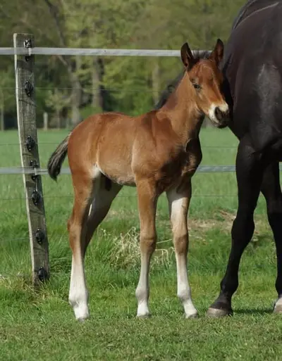 Quarter Horse Hengst Reining Futurity Prospect by Magnum Chic Dre