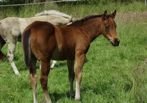 Quarter Horse Hengst Reining Futurity Prospect by Magnum Chic Dre