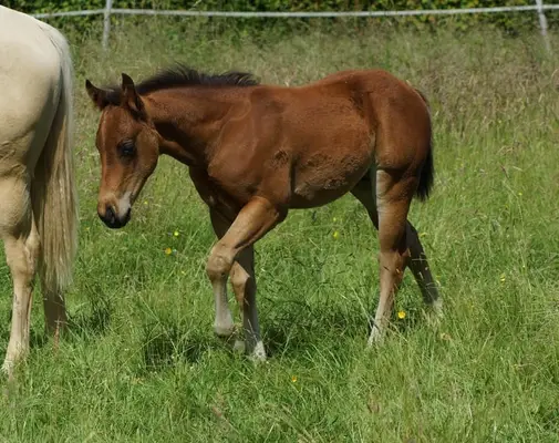 Quarter Horse Hengst Reining Futurity Prospect by Magnum Chic Dre